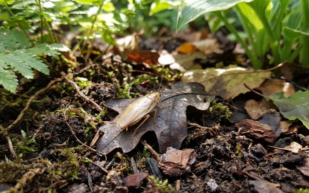 Cafard de jardin : l’identifier et réagir comme un pro