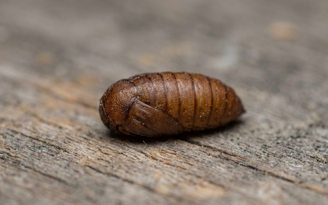 Cocon de mouche dans la maison : comment identifier et éliminer les pupes ?