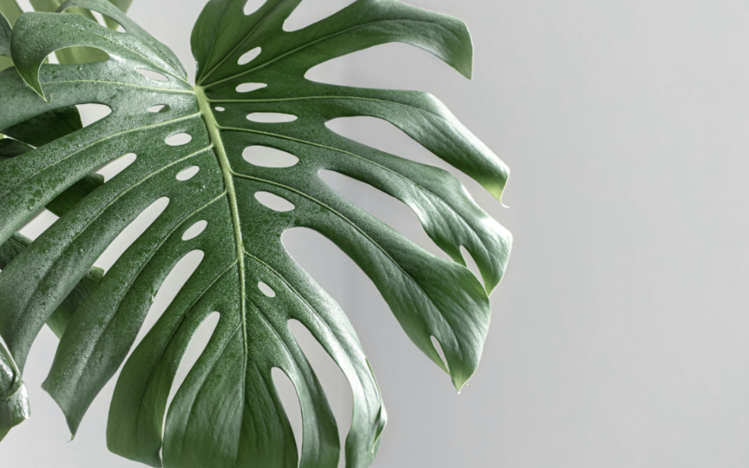Monstera entretien : conseils pour une plante d’intérieur épanouie