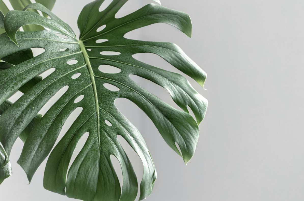 entretien plante entretien plante