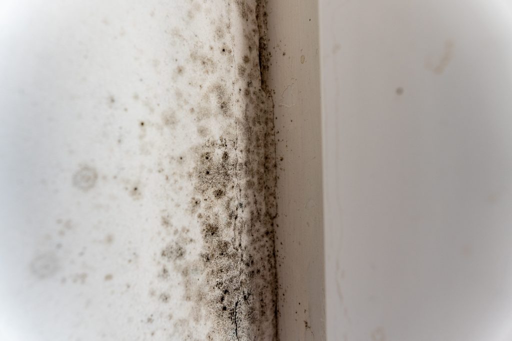 Mur humide, moisissures ou odeur de moisi : pourquoi identifier la cause avant d’engager des travaux ?