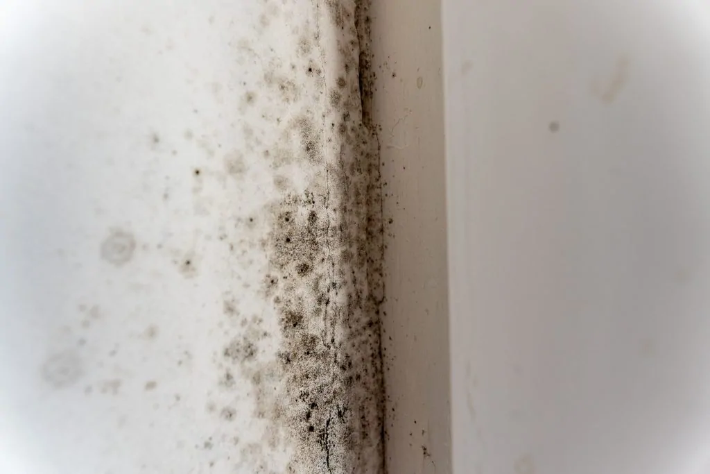 Moisissures noires en taches sur un mur blanc, concentrées dans l'angle d'une pièce humide