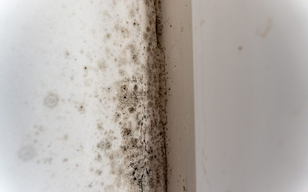 Mur humide, moisissures ou odeur de moisi : pourquoi identifier la cause avant d’engager des travaux ?