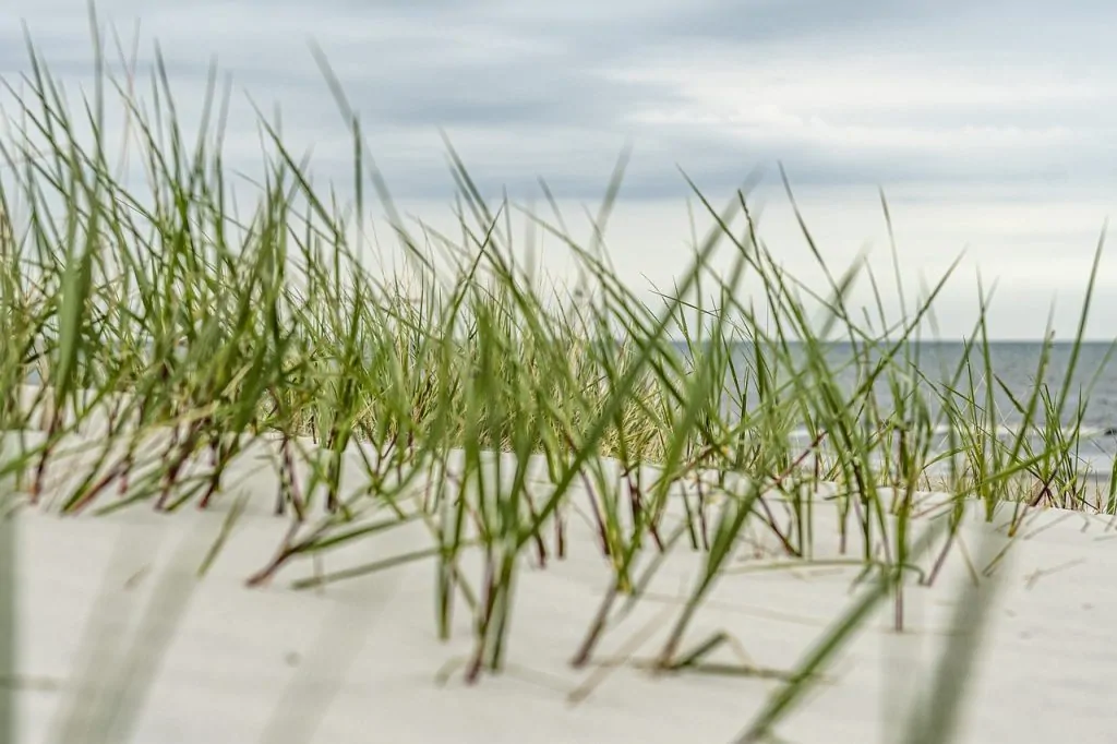 Touffes d'oyats aux tiges vertes sur une dune de sable blanc face à la mer, sous un ciel gris