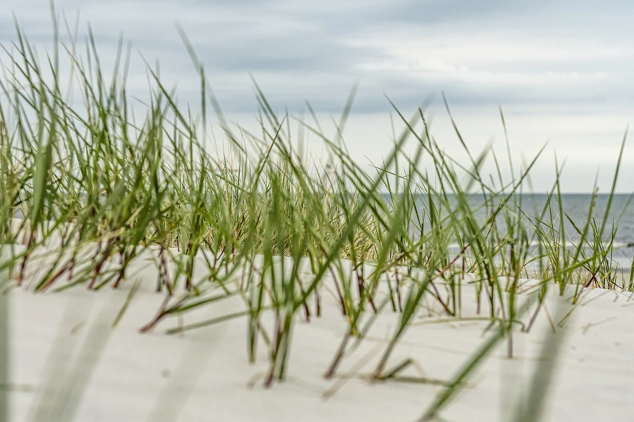 Touffes d'oyats aux tiges vertes sur une dune de sable blanc face à la mer, sous un ciel gris